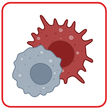 Macrophage polarization