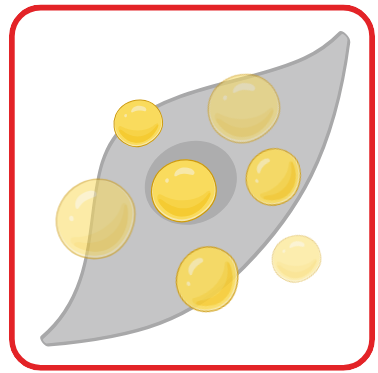 Palmitate in Myotubes